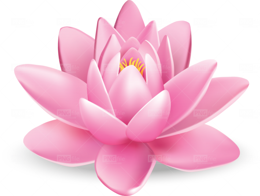 Pechwai Lotus PNG Flower Image Free Download