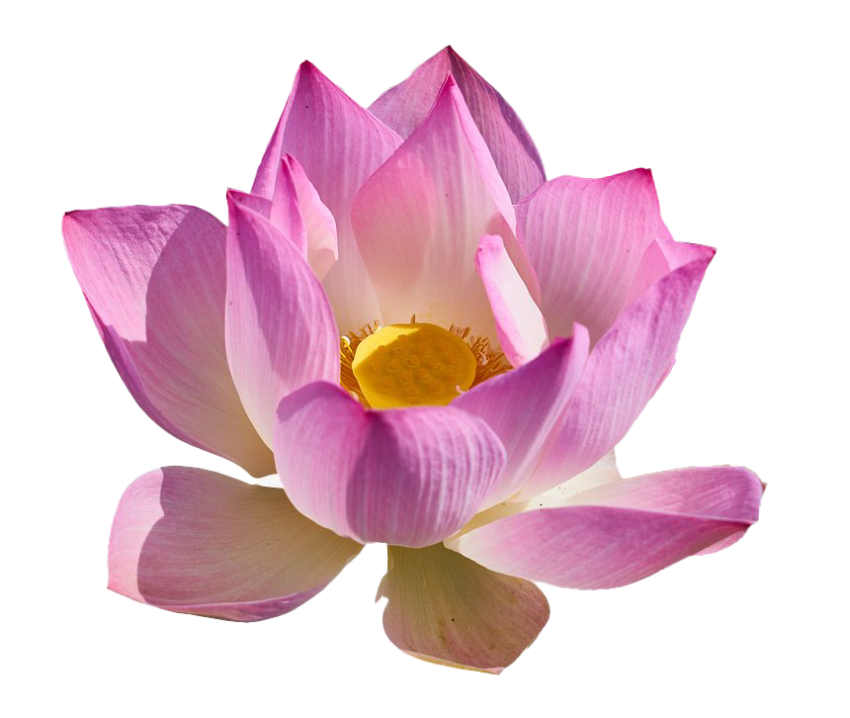 Lotus Lily PNG Free Photo ON White Background