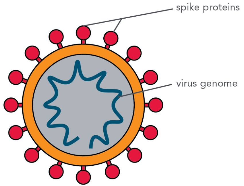 Coronavirus PNG Picture Free Download