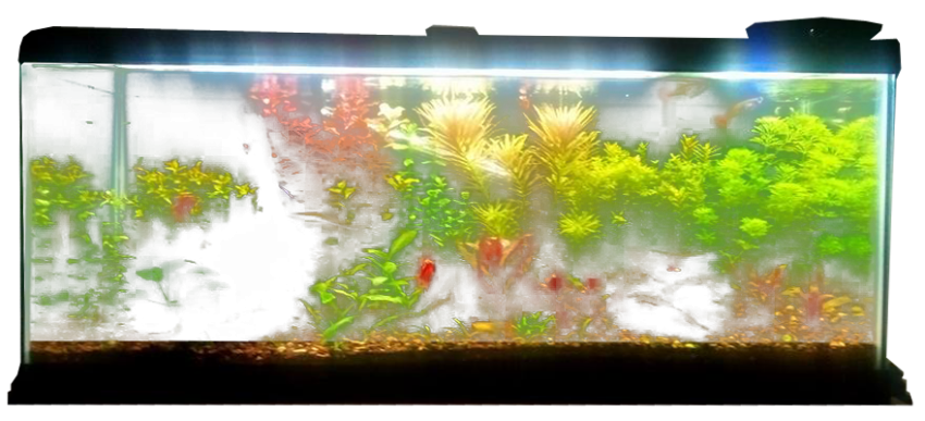 Live Aquarium PNG Stock Photo Free Download