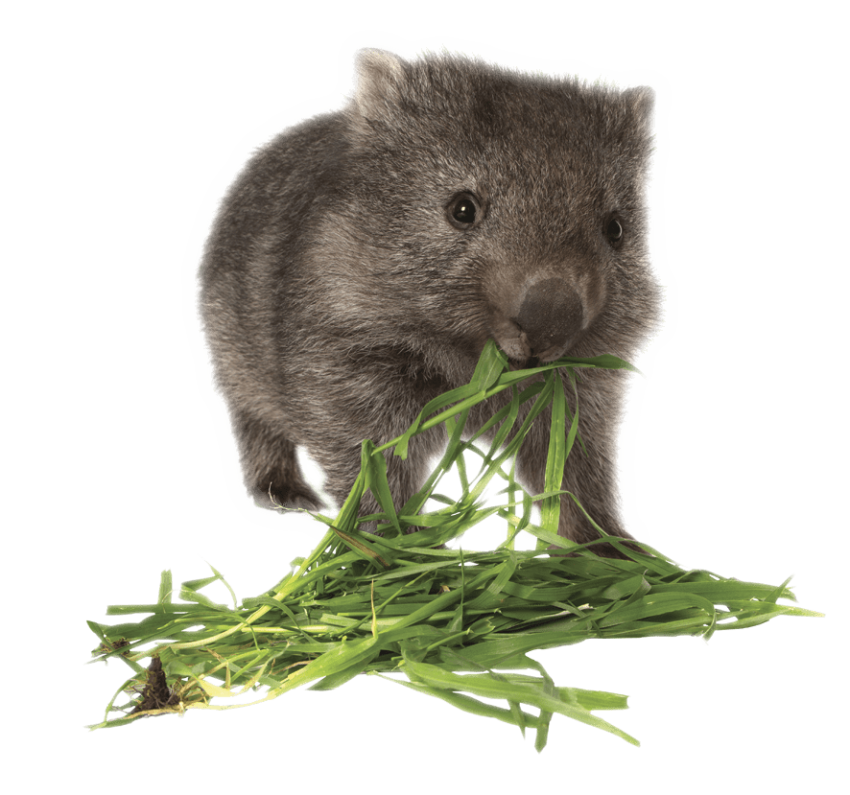 Wombat PNG Transparent Image