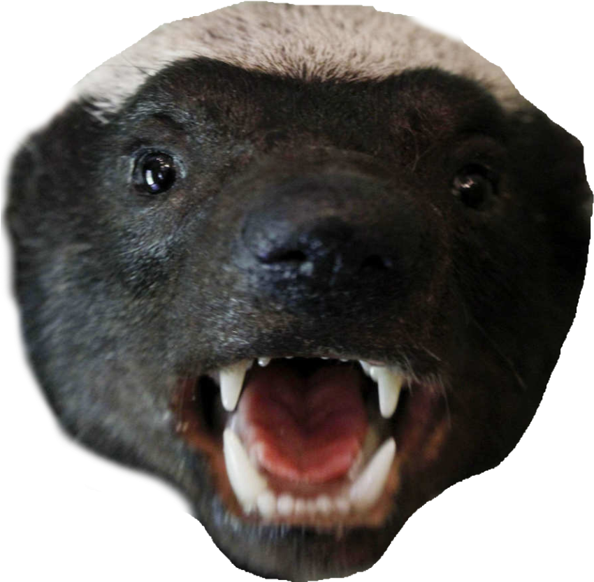 Badger Cilp On Pin PNG Face Icon On Transparent Free Download