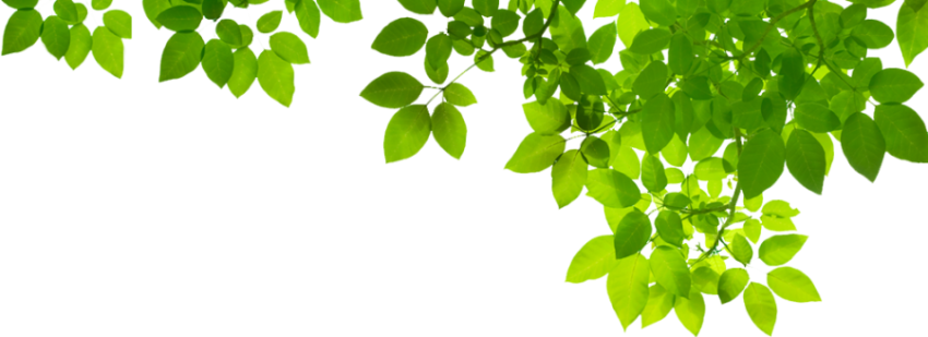 Top View Of Green Leaves PNG Image