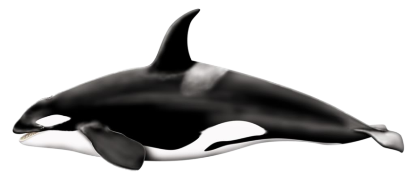 Killer Whale PNG Pic