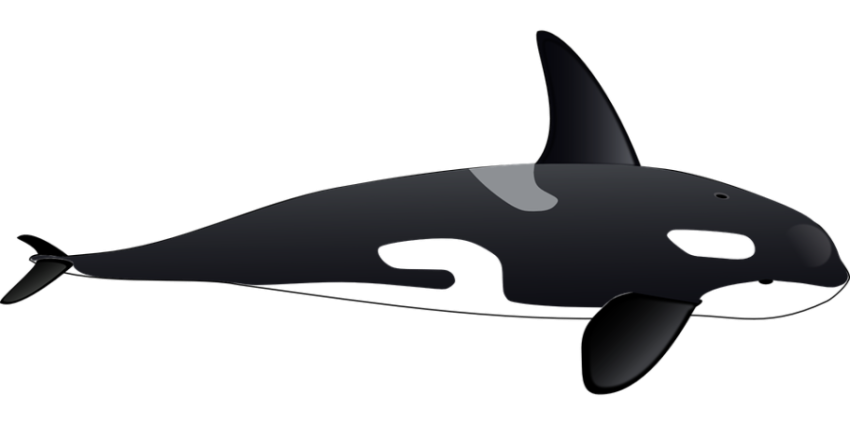 Dolphin fish free download
