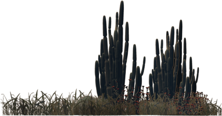 Illustration Cactus PNG Free Picture Download