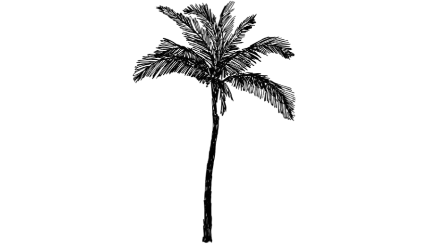 Mini Palm Tree PNG Transparent Free Image