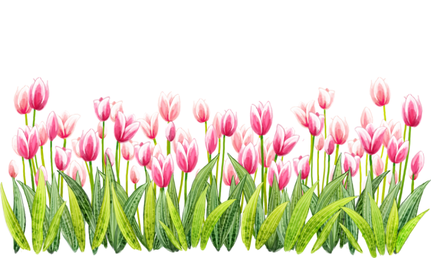 Tulip Flower PNG Border Design Image