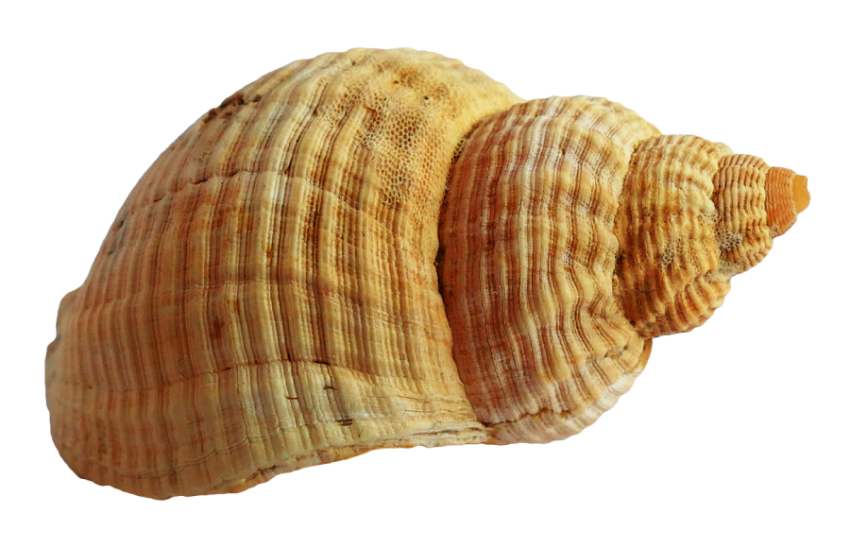 Illustration Sea Shell PNG Picture With Background