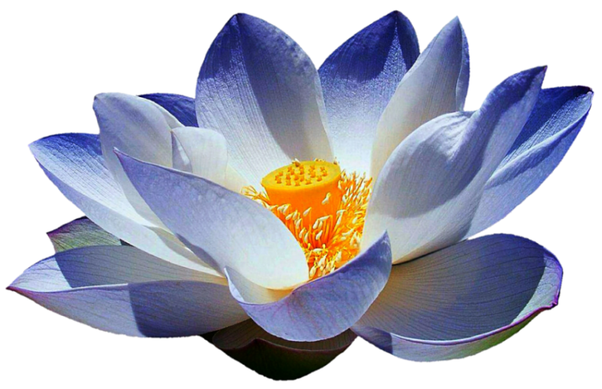 Al generation Blue Lotus Flower PNG Image Free Download