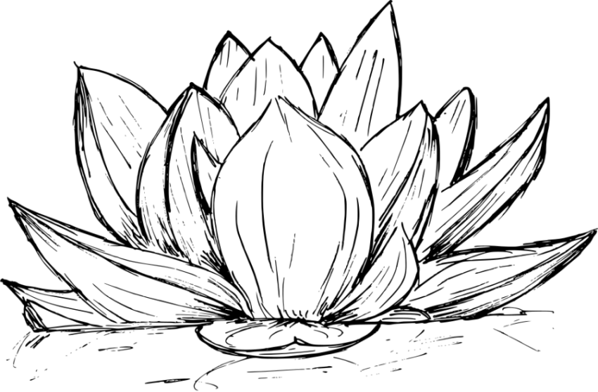 Lotus PNG Sketch image Free Download