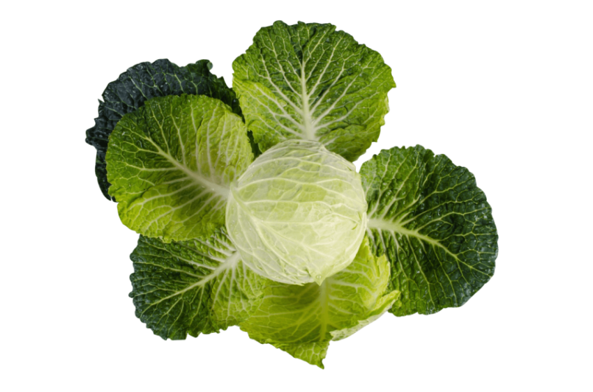 Kale,Green Leaves With White Branches,HD Kale Photo Free Download PNG Image,Transparent Background