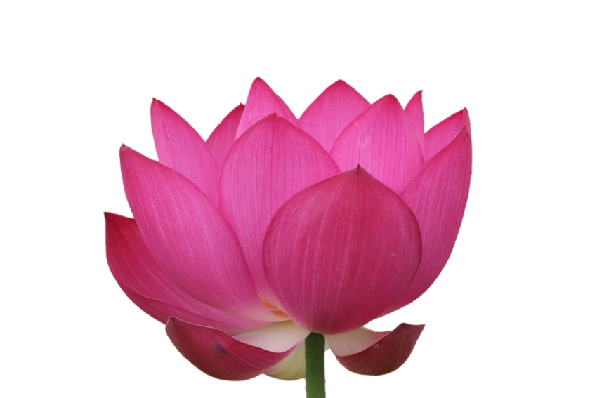 Roylaty Free Lotus Flower PNG image on White Background