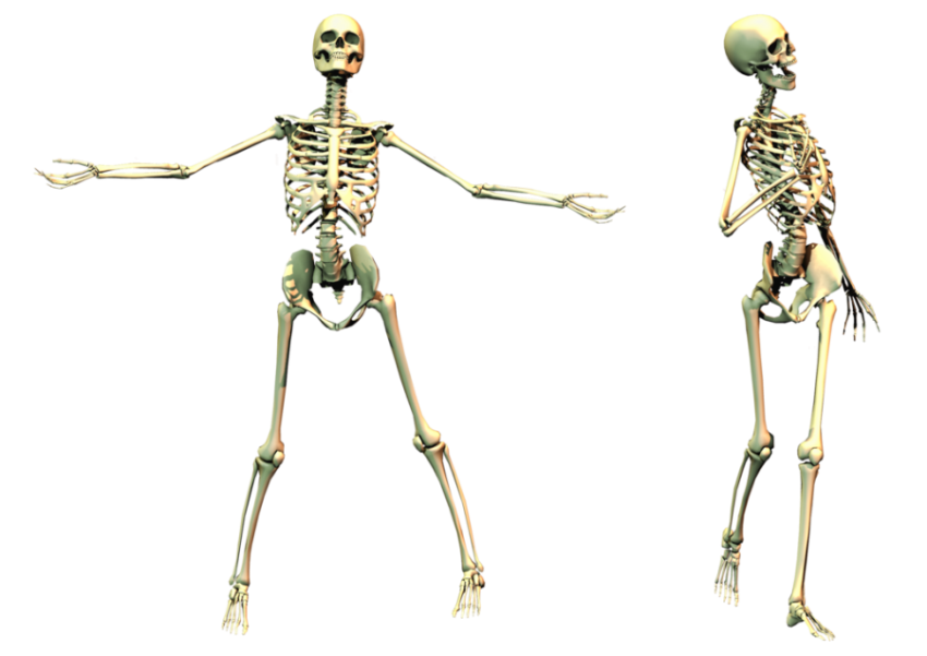 Full Skeleton moden PNG Image