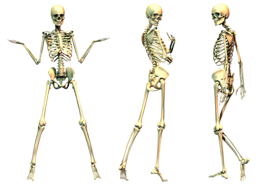 Attitude Skeleton PNG pose Free Download