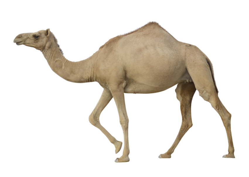 Camel png free download walking styly