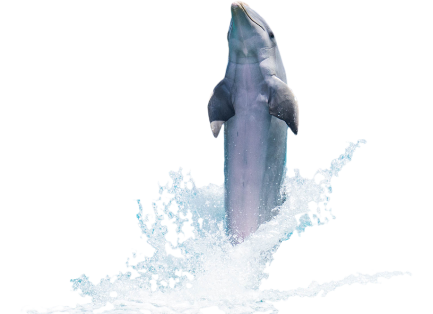 Roylaty Free isolated SVG Sea Dolpin PNG Picture