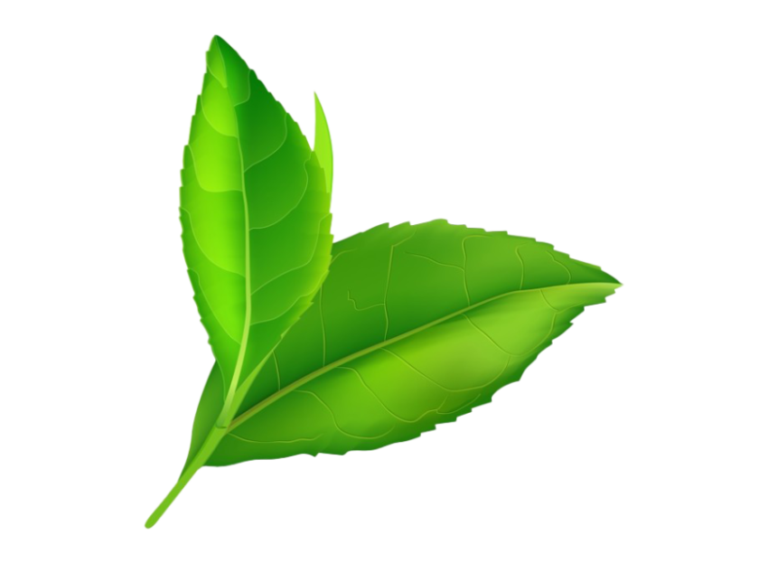 Green Leaves PNG Artwork Image