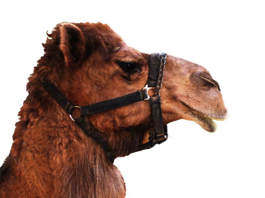 Camel png free download dark brown face