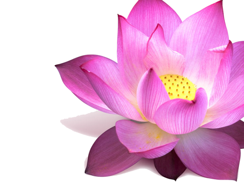 High Resolution Lotus PNG Flower Free Download