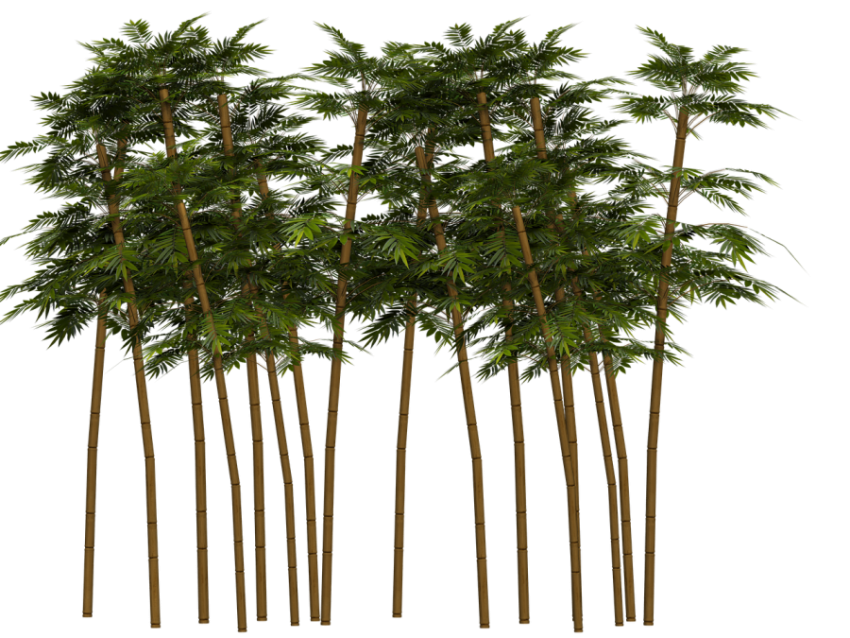 Real Bamboo Plant Image for Free Download PNG 9