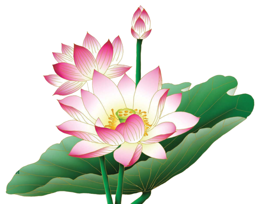 Aesthetic Lotus PNG Flower On Free download