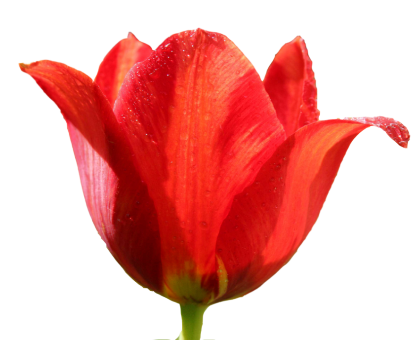 PSD Red Tulip PNG Icon Free Download