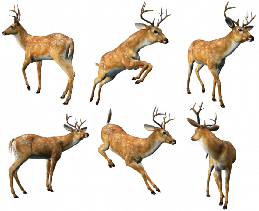 3d animal Deer pose png free donwload