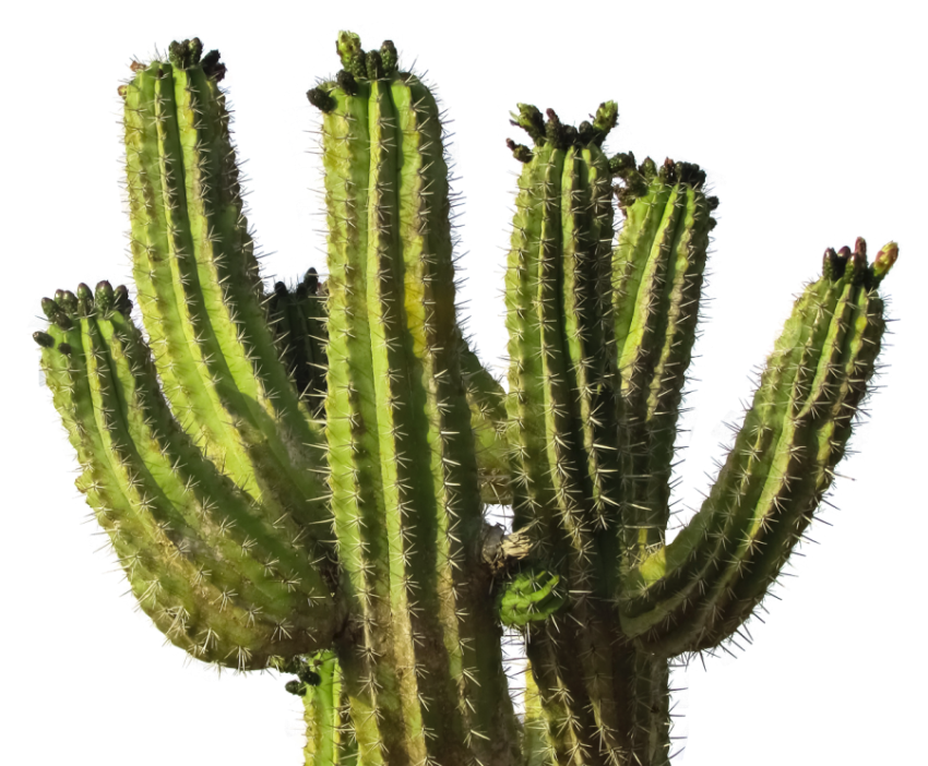 Wild West Cactus PNG Image Free Download