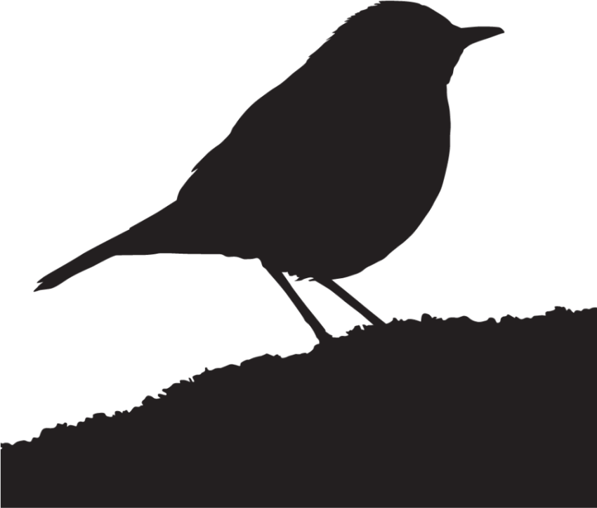 Vector Black Thrush PNG Photo Free Download