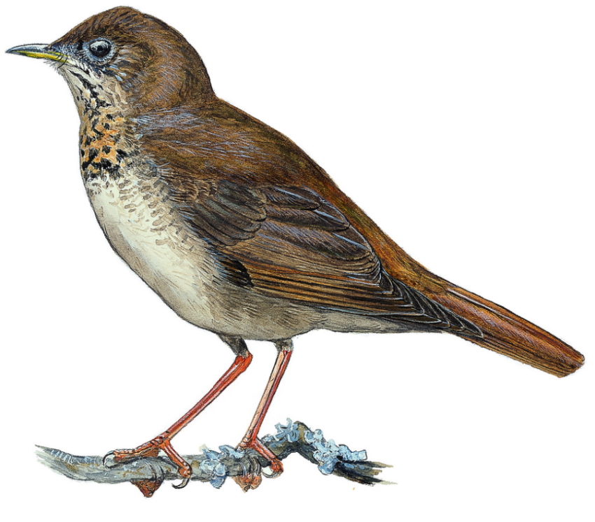 Thrush PNG Wallpaper And Sticker Free Download