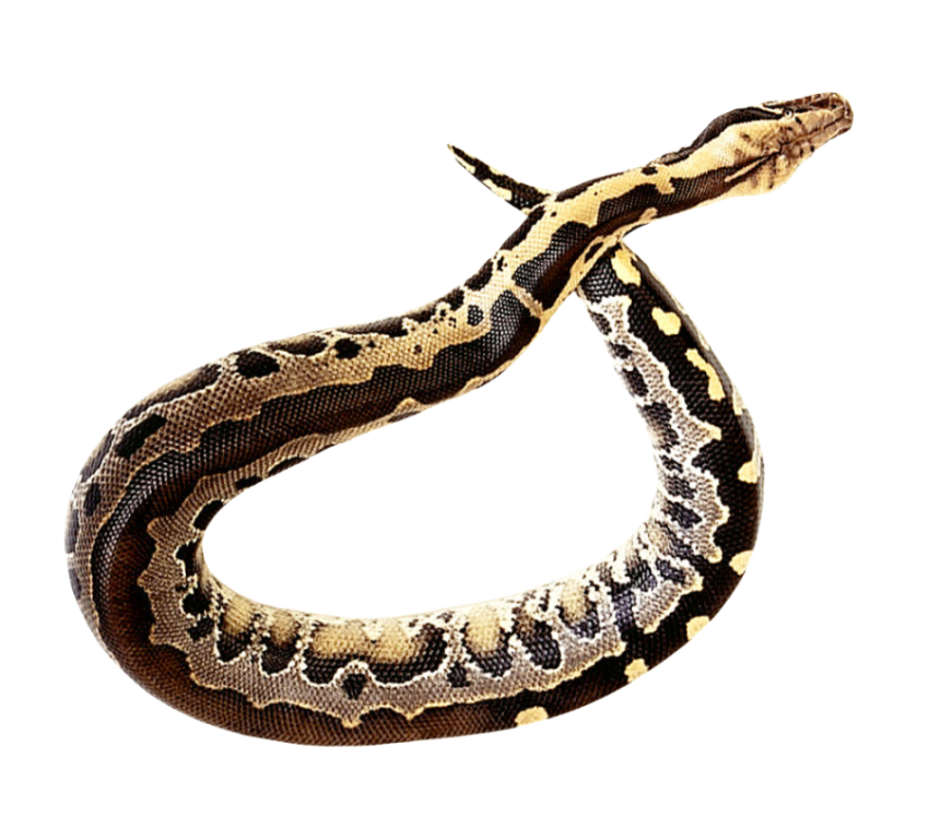 Download Anaconda PNG Image Free transparent background