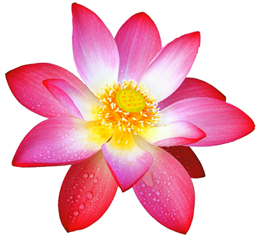 Loyar Love Sign Lotus PNG Icon Free Download