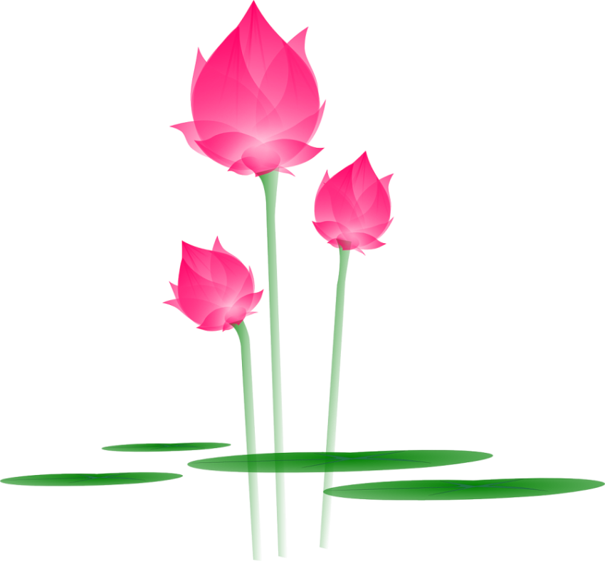 Lotus PNG & SVG image on Transparent Free