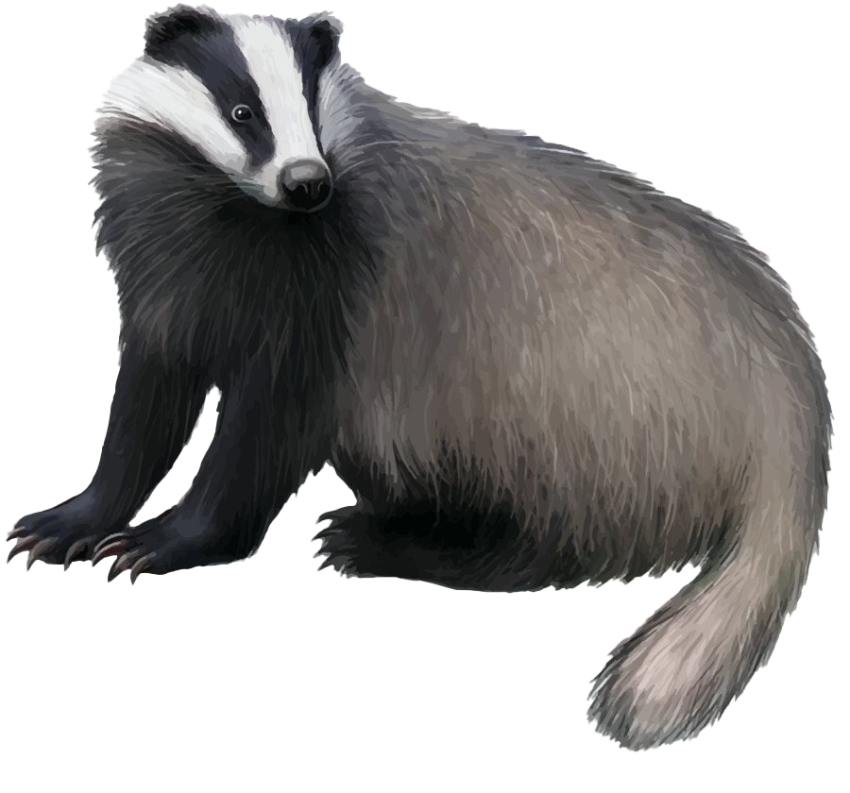 Download Free Badger PNG Image With Transparent Background