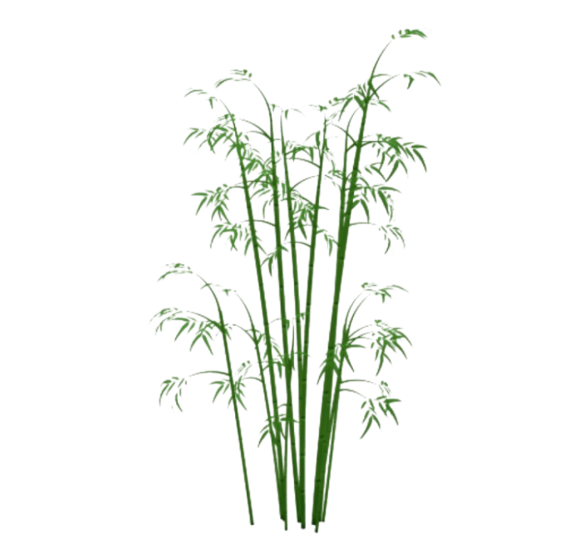 Group of Bamboo PNG stalks Free Download