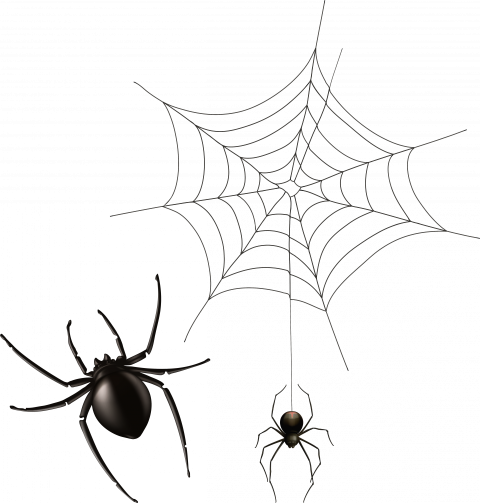 cobweb clipart spider animal free png