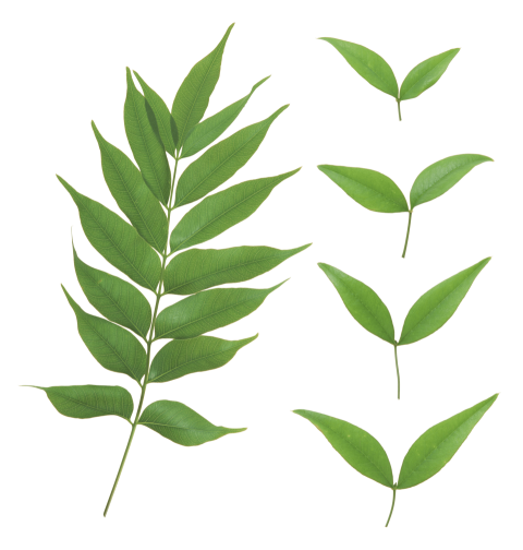 Green Leaves Palm PNG Vector Illustration Image