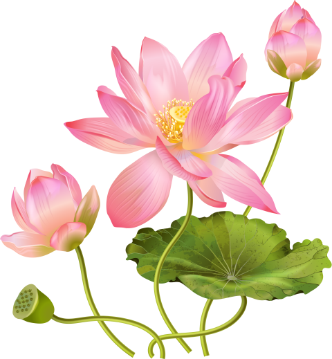 Exquistie Lotus Flower PNG Symbol of Beauty Free Photo