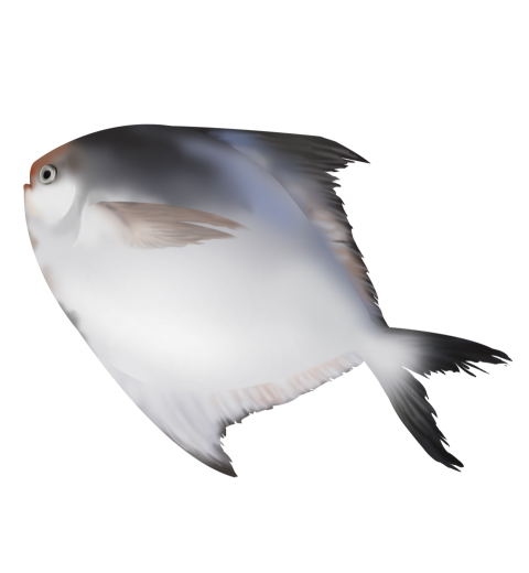 Fresh sea fish PNG Free Download