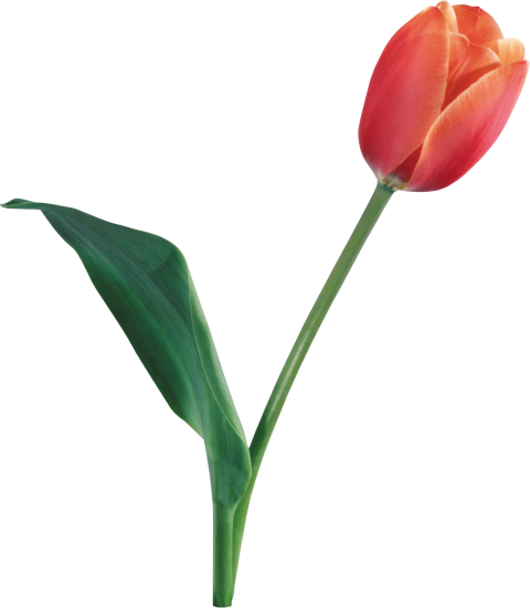 Tulip PNG Emoji Free Transparent Background