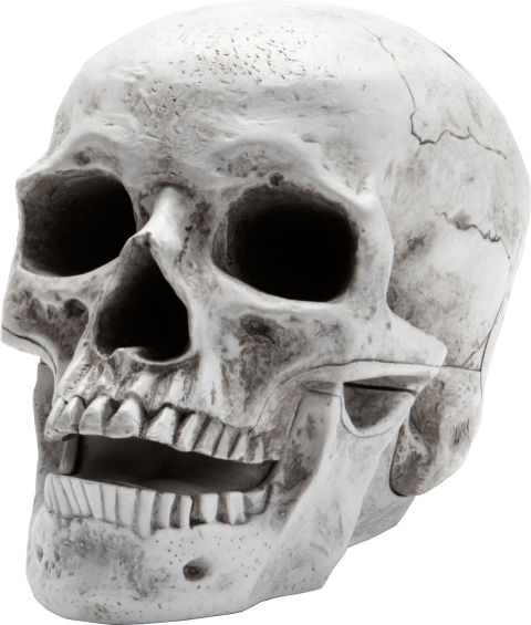 Skeleton Head PNG Image On Free Download