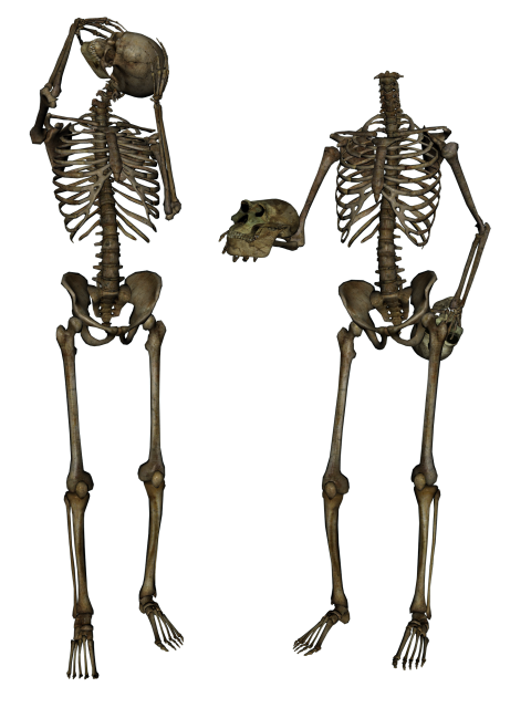 Halloween Skeleton PNG Picture