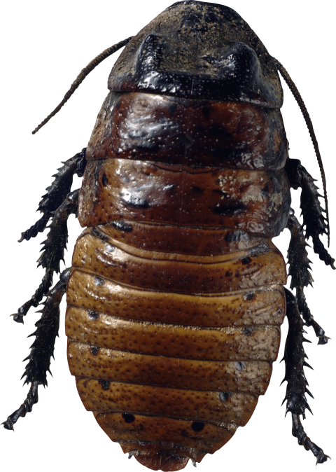 Download Roach Bug PNG Image HQ Png Transparent Free Background