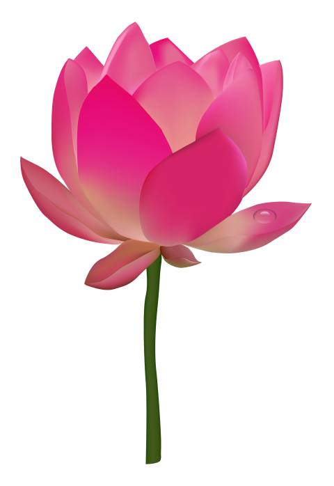 Natural Lotus PNG Flower Free Photo