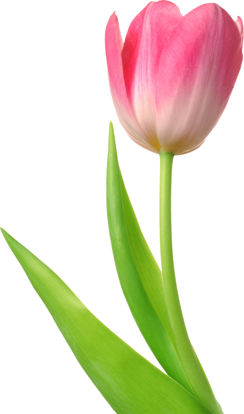 Download Free Tulip PNG Clip Art Image