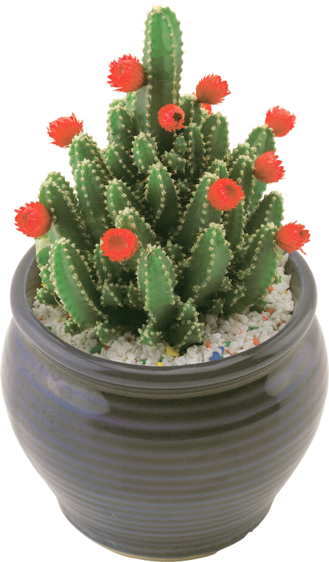 Cactus with Flowers PNG Picture Free Background