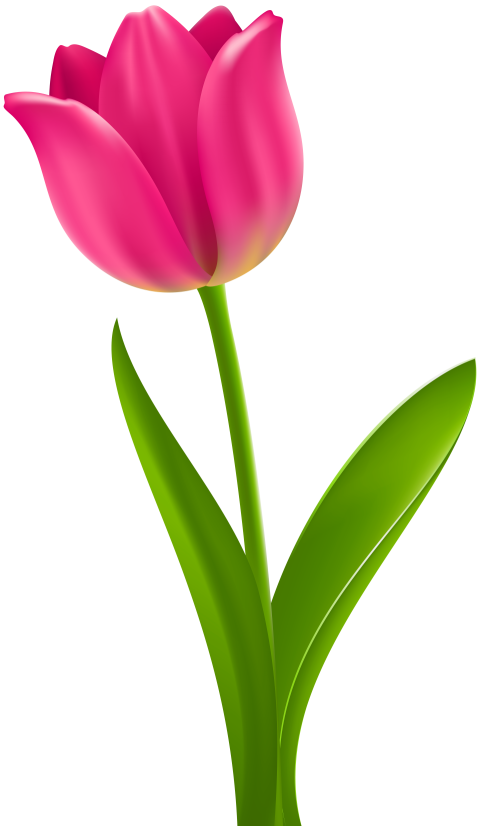 Pink Tulip Flowers PNG On White Background
