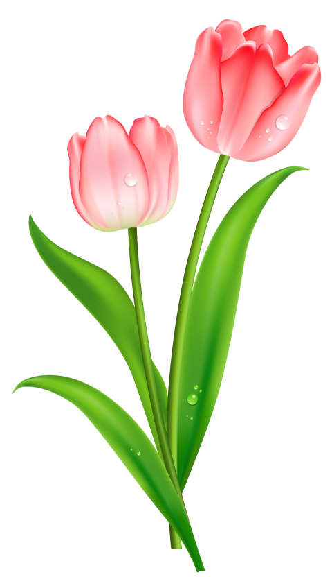 Artistic Beautiful Tulip Flower PNG Photo