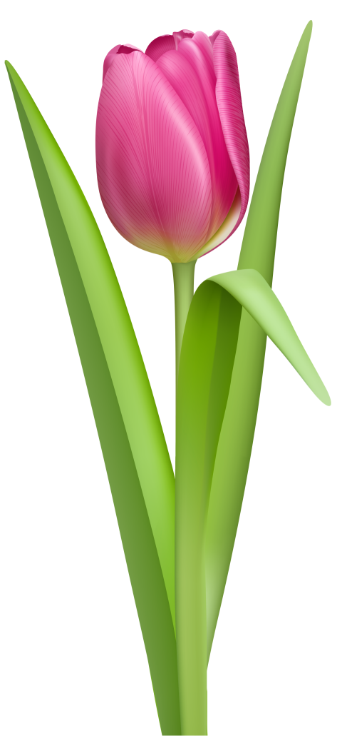 Animated Tulip Flower On PNG Free